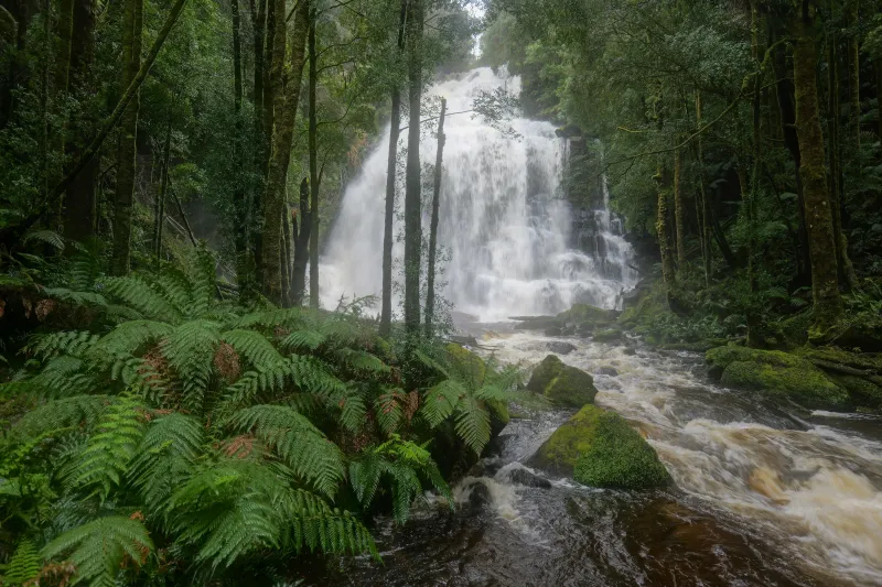 Tasmania's Unforgettable Allure: Essential Experiences for the Modern Explorer