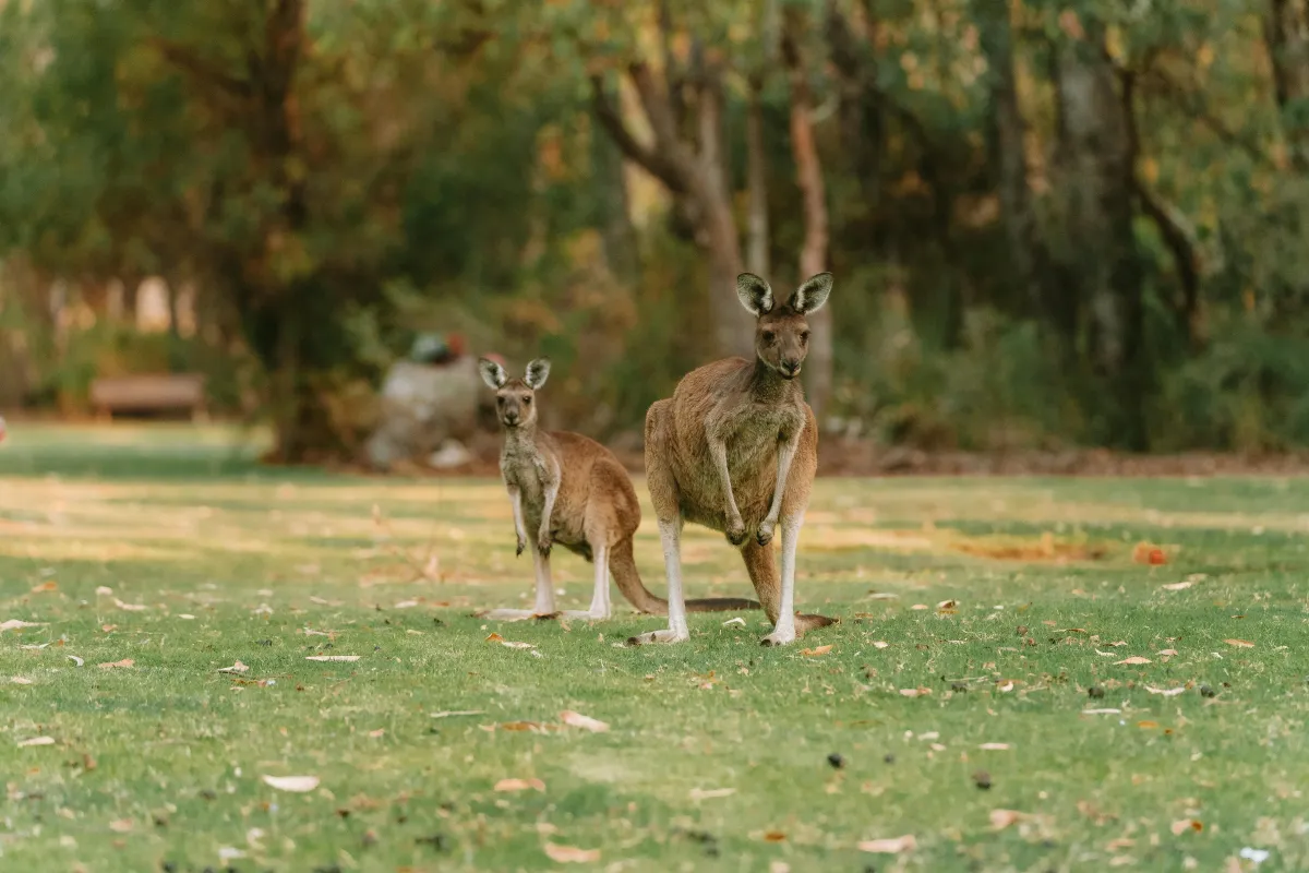 Unveiling Australia's Northern Territory: An Epic Journey from the Tropical Top End to the Ancient Red Centre